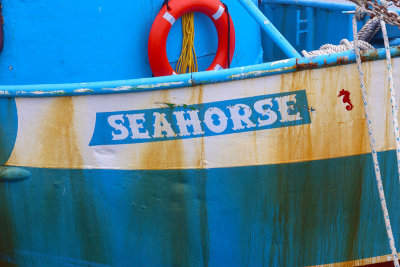 EE5A8249 Seahorse.jpg