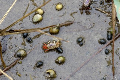 EE5A8265 Crabs.jpg