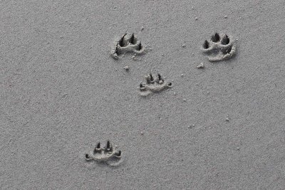 EE5A8356 Paw prints.jpg