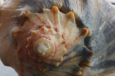 20151224_101851 Shell top Sponge 9-0-5.jpg