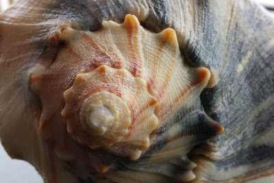 20151224_101851 Shell top.jpg