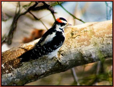 woodpecker-10-.jpg