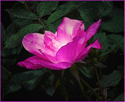 violet rose .jpg