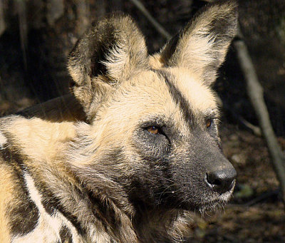 wild dog 9 .jpg