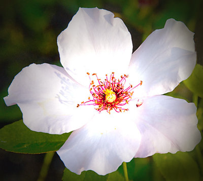 white flower 4 .jpg
