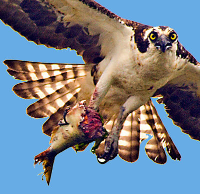 Osprey with fish .jpg
