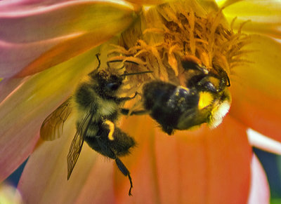 two bees .jpg