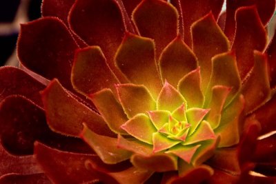 Succulant-2-.jpg