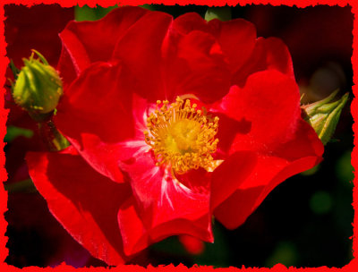 rose 25 -3.jpg