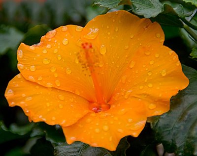 orange hibiscus 6 .jpg