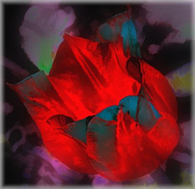 tulip 52 .jpg