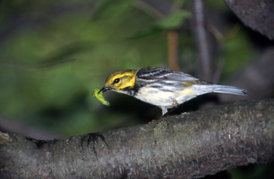 black throat.jpg