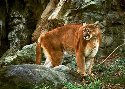 mountain lion  1.jpg