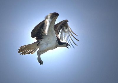 osprey22.jpg