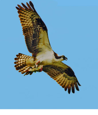 osprey and fish 3 .jpg
