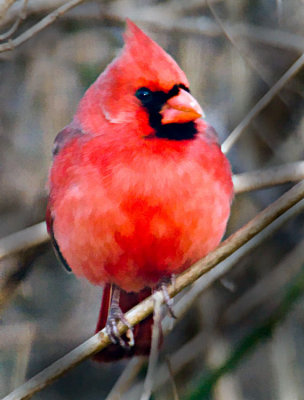 cardinal-10-.jpg
