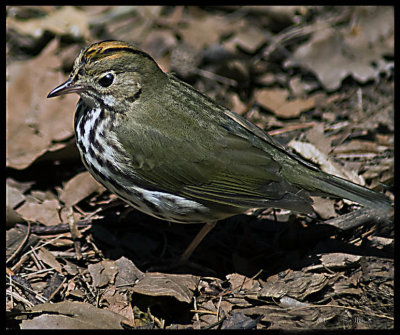 Oven Bird 2 .jpg