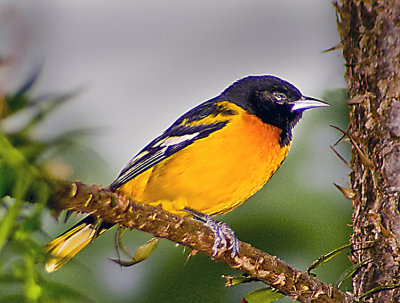 Baltimore Oriole 3  .jpg