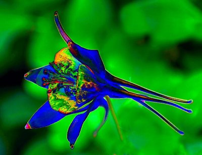 blue-columbine-9--xx.jpg