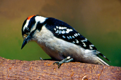 woodpecker .jpg