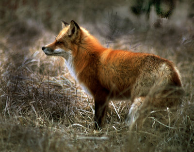 red fox 2  .jpg