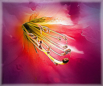 3-- PISTAL  STAMEN 6  XX .jpg