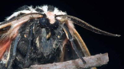  a moths face  .jpg