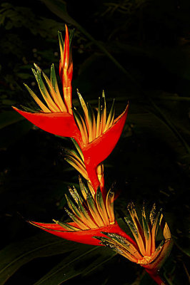  C47ShPollackC2 flower 36 .jpg