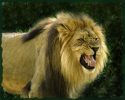 Angry lion .jpg