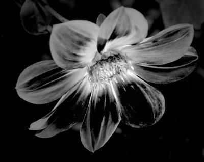 B  W  Dahlia.jpg