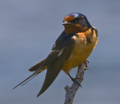 barn swallow 1 .jpg