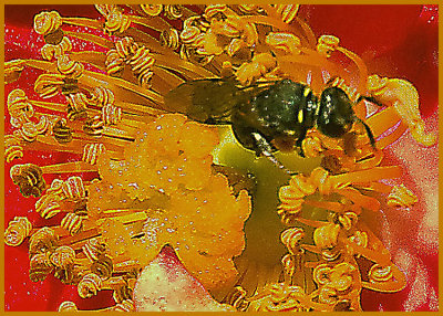 bee 8 .jpg