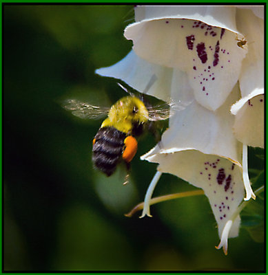 Bee 10  .jpg