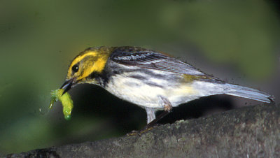 black throated green 3 .jpg