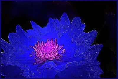 blue dahlia .jpg