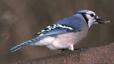blue-jay-1.jpg