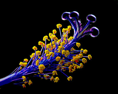 blue-staman--pistil.jpg