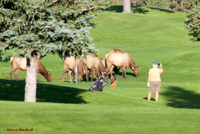 Golfer photographs elk - z P1090812 