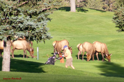 Golfer plays past elk - blur - z P1090813 