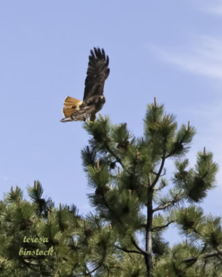 Redtailed hawk prepares to fly