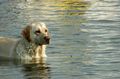 baxter stare.jpg