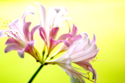 flower2.jpg