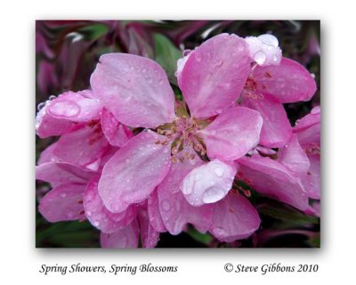 Spring Showers Spring Blossoms
