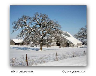 Winter Oak and Barn