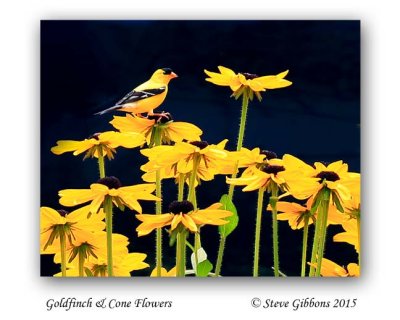 Goldfinch  Cone Flowers