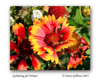 Gathering for Winter