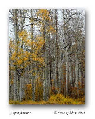 Aspen Autumn