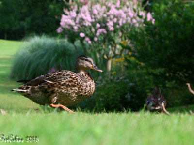 Au Jardin des plantes  Nantes (LR-0391.jpg)