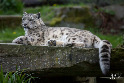 zoo_van_plankendael