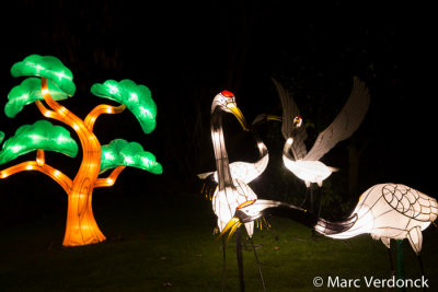 China light 